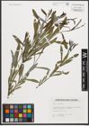 Foto von Salix purpurea L.